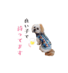 お犬様Dの日常［ほんのり敬語］（個別スタンプ：12）