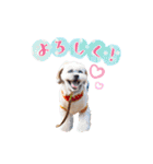 お犬様Dの日常［ほんのり敬語］（個別スタンプ：13）