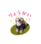 お犬様Dの日常［ほんのり敬語］（個別スタンプ：14）