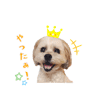 お犬様Dの日常［ほんのり敬語］（個別スタンプ：15）