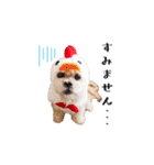 お犬様Dの日常［ほんのり敬語］（個別スタンプ：16）