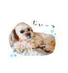 お犬様Dの日常［ほんのり敬語］（個別スタンプ：17）
