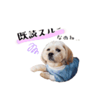 お犬様Dの日常［ほんのり敬語］（個別スタンプ：18）