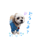 お犬様Dの日常［ほんのり敬語］（個別スタンプ：21）