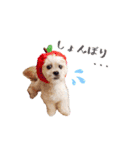 お犬様Dの日常［ほんのり敬語］（個別スタンプ：22）