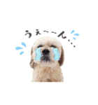 お犬様Dの日常［ほんのり敬語］（個別スタンプ：23）