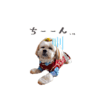お犬様Dの日常［ほんのり敬語］（個別スタンプ：24）