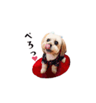 お犬様Dの日常［ほんのり敬語］（個別スタンプ：26）