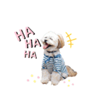 お犬様Dの日常［ほんのり敬語］（個別スタンプ：27）