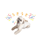 お犬様Dの日常［ほんのり敬語］（個別スタンプ：28）