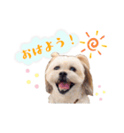 お犬様Dの日常［ほんのり敬語］（個別スタンプ：29）