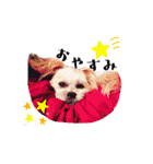 お犬様Dの日常［ほんのり敬語］（個別スタンプ：30）