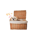 お犬様Dの日常［ほんのり敬語］（個別スタンプ：31）