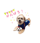 お犬様Dの日常［ほんのり敬語］（個別スタンプ：33）