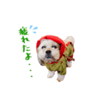 お犬様Dの日常［ほんのり敬語］（個別スタンプ：34）