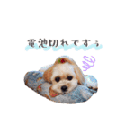お犬様Dの日常［ほんのり敬語］（個別スタンプ：35）