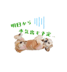 お犬様Dの日常［ほんのり敬語］（個別スタンプ：36）