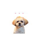 お犬様Dの日常［ほんのり敬語］（個別スタンプ：38）