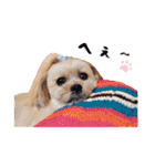 お犬様Dの日常［ほんのり敬語］（個別スタンプ：39）