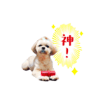 お犬様Dの日常［ほんのり敬語］（個別スタンプ：40）