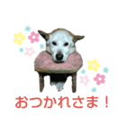 ゴン日記（個別スタンプ：1）