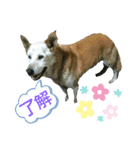 ゴン日記（個別スタンプ：4）