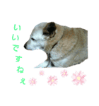 ゴン日記（個別スタンプ：5）