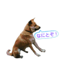 ゴン日記（個別スタンプ：22）