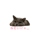 我が家のおはぎちゃん 2（個別スタンプ：1）