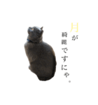 我が家のおはぎちゃん 2（個別スタンプ：16）