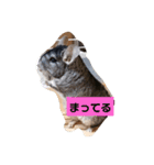 可愛いチンチラくんスタンプ1（個別スタンプ：2）