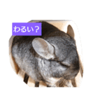 可愛いチンチラくんスタンプ1（個別スタンプ：6）
