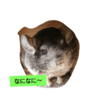 可愛いチンチラくんスタンプ1（個別スタンプ：7）