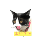 はちわれにゃんこのはち【その2】（個別スタンプ：2）
