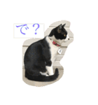 はちわれにゃんこのはち【その2】（個別スタンプ：4）