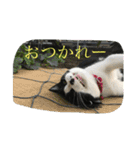 はちわれにゃんこのはち【その2】（個別スタンプ：5）