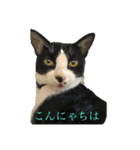 はちわれにゃんこのはち【その2】（個別スタンプ：6）