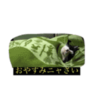はちわれにゃんこのはち【その2】（個別スタンプ：7）