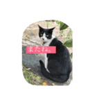 はちわれにゃんこのはち【その2】（個別スタンプ：8）