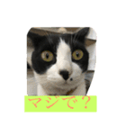 はちわれにゃんこのはち【その2】（個別スタンプ：9）