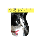 はちわれにゃんこのはち【その2】（個別スタンプ：12）