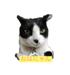 はちわれにゃんこのはち【その2】（個別スタンプ：13）