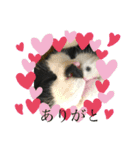 はちわれにゃんこのはち【その2】（個別スタンプ：14）