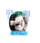 はちわれにゃんこのはち【その2】（個別スタンプ：16）