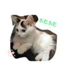 たなかさんちのこ（個別スタンプ：13）