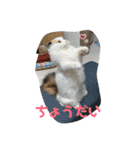 たなかさんちのこ（個別スタンプ：26）