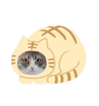 あんこだよ（個別スタンプ：2）