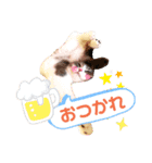 あんこだよ（個別スタンプ：8）