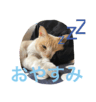 はらぺこにくきゅうスタンプ2（個別スタンプ：6）