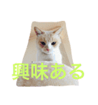 はらぺこにくきゅうスタンプ2（個別スタンプ：8）